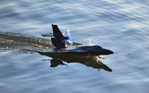 RC Stíhačka Raptor-650 černá